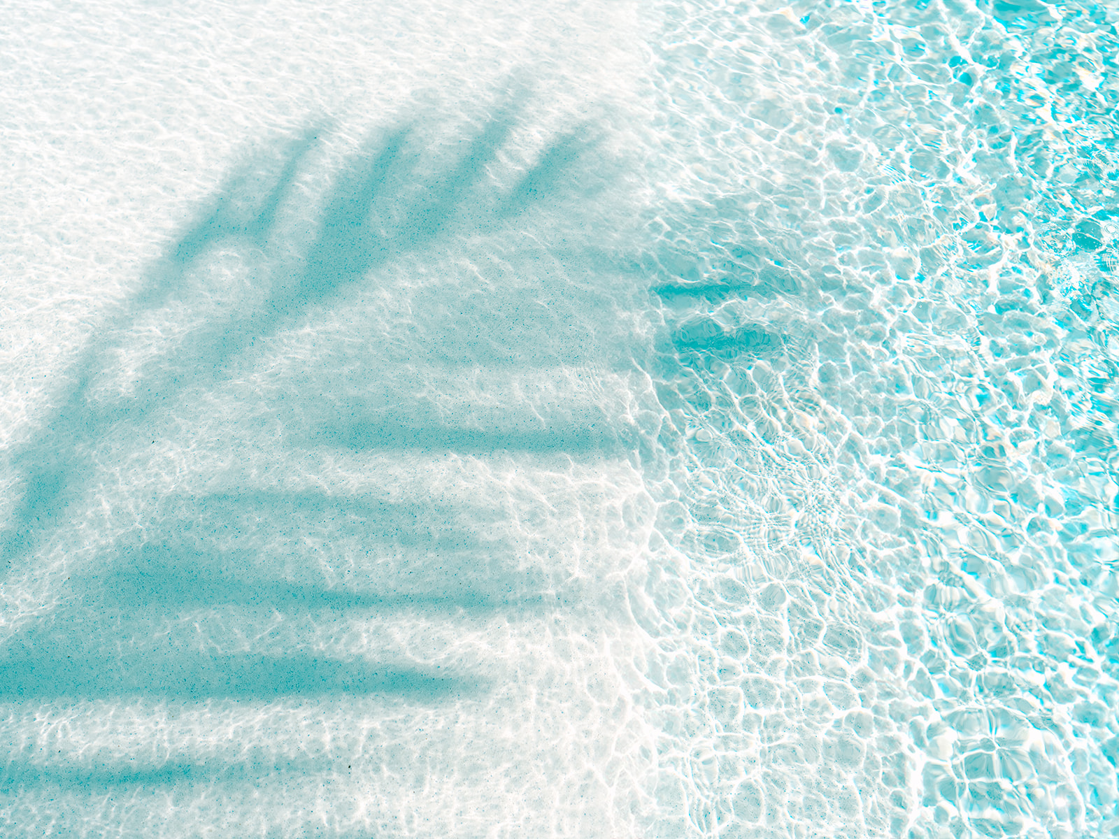 Shadow of palm tree over pool water